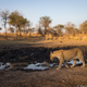 Credit: Will Burrard-Lucas/WWF-US.